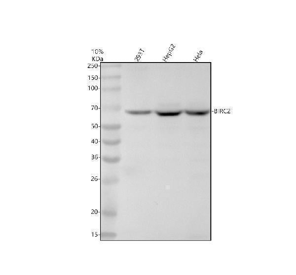 Anti-BIRC2 Monoclonal Antibody