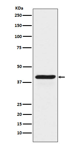 Western blot analysis of INDO expression in HeLa cell lysate treated with IFN gamma.