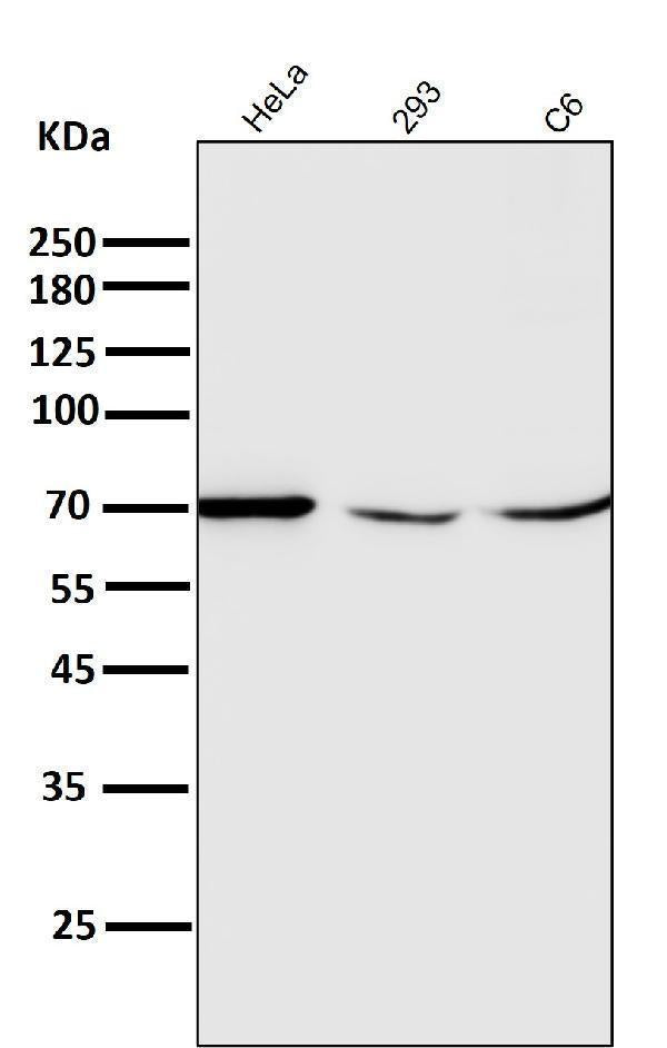All lanes use the Antibody at 1:2K dilution for 1 hour at room temperature.
