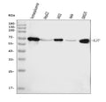 Anti-ALPP Antibody Picoband® (monoclonal, 6C7G3)