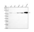 Anti-GCLC Rabbit Monoclonal Antibody