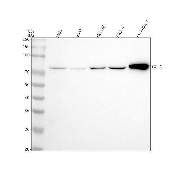 Anti-GCLC Rabbit Monoclonal Antibody