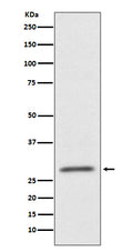 Western blot analysis of CD99 expression in HUVEC cell lysate.