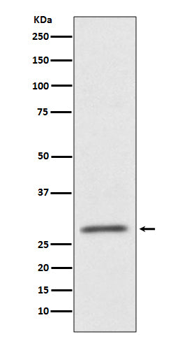 Western blot analysis of CD99 expression in HUVEC cell lysate.