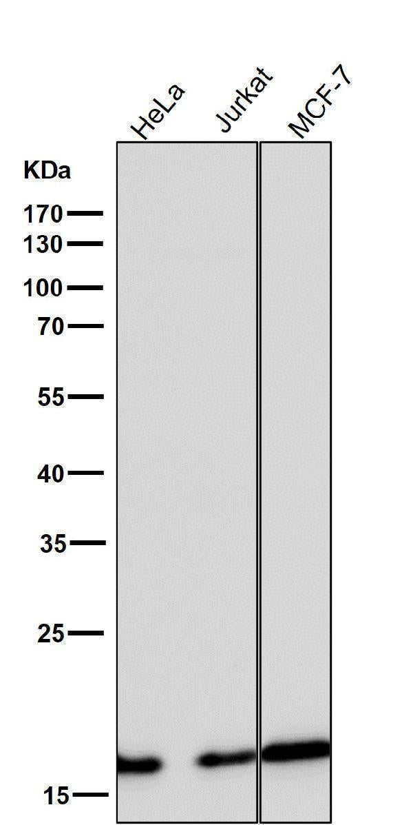 All lanes use the Antibody at 1:5K dilution for 1 hour at room temperature.
