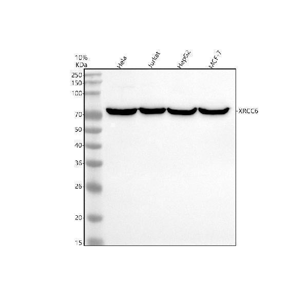 Anti-Ku70 XRCC6 Rabbit Monoclonal Antibody