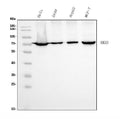 Anti-Ku70 Antibody Picoband® (monoclonal, 9B6)
