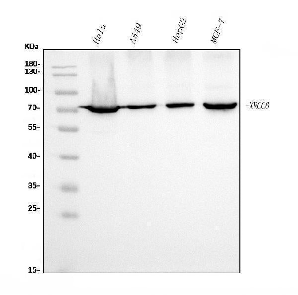 Anti-Ku70 Antibody Picoband® (monoclonal, 9B6)