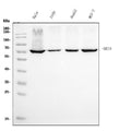 Anti-Ku70 Antibody Picoband® (monoclonal, 3D7)