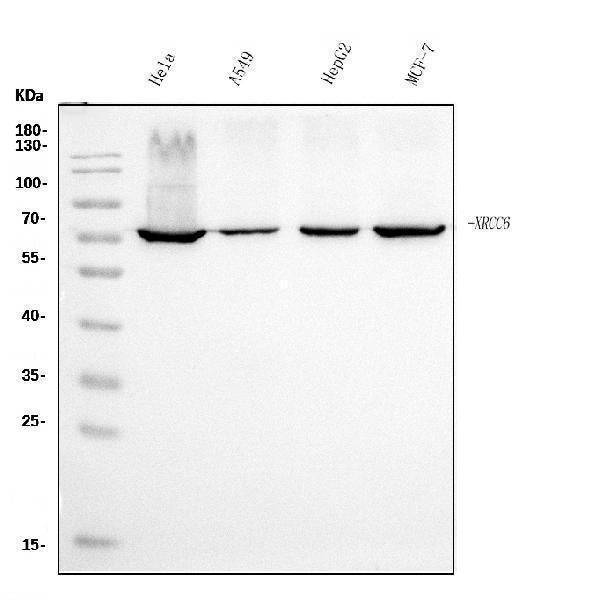 Anti-Ku70 Antibody Picoband® (monoclonal, 3D7)