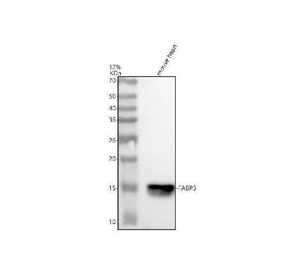 Anti-FABP3 Rabbit Monoclonal Antibody