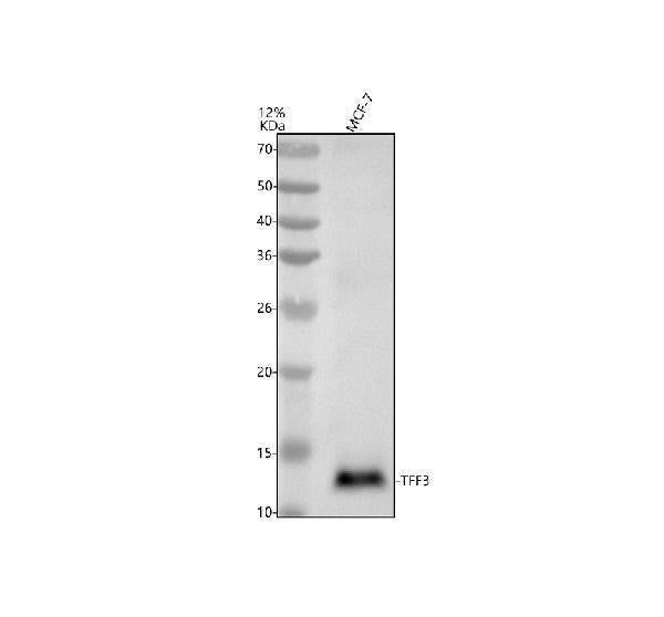 Anti-Trefoil Factor 3 Monoclonal Antibody