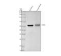 Anti-FMO3 Rabbit Monoclonal Antibody