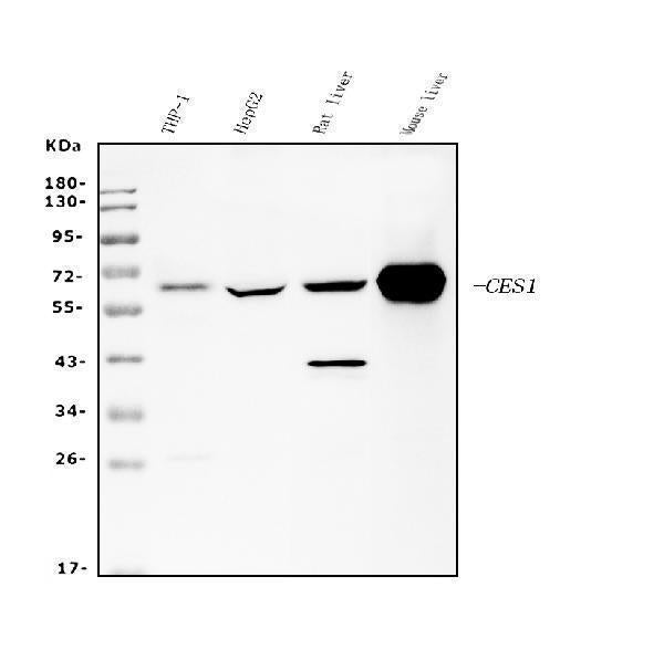Anti-Liver Carboxylesterase 1/CES1 Antibody Picoband® (monoclonal, 3F10)
