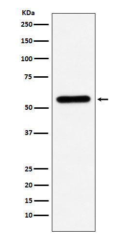Western blot analysis of Liver Carboxylesterase 1 expression in U937 cell lysate.