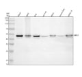 Anti-MBD2 Rabbit Monoclonal Antibody