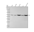 Anti-CCR3 Rabbit Monoclonal Antibody