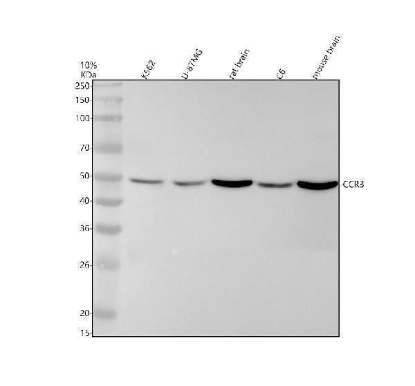 Anti-CCR3 Rabbit Monoclonal Antibody