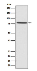 Western blot analysis of Ezrin expression in HeLa cell lysate.