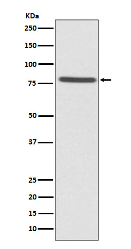 Western blot analysis of Ezrin expression in HeLa cell lysate.