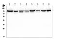 Anti-ALIX/PDCD6IP Antibody Picoband®(monoclonal, 14D10)