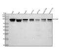 Anti-ALIX Rabbit Monoclonal Antibody