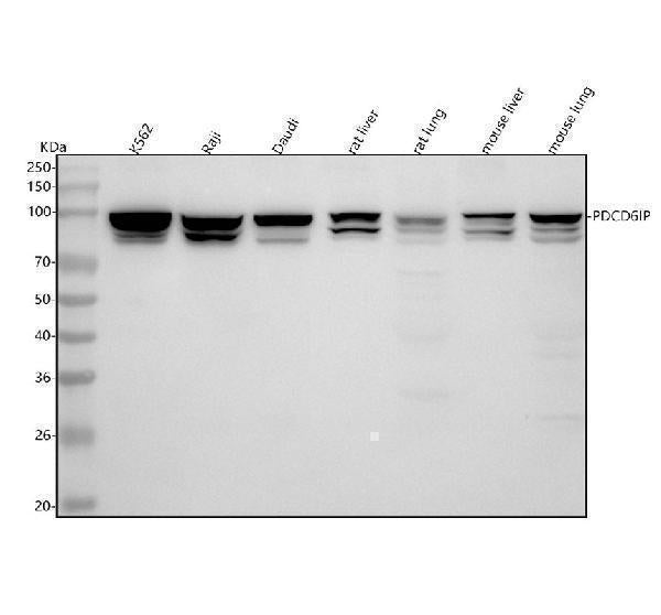 Anti-ALIX Rabbit Monoclonal Antibody