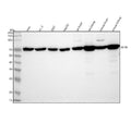 Anti-SDHA Rabbit Monoclonal Antibody