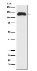 Western blot analysis of Eg5 expression in Raji cell lysate.