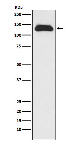 Western blot analysis of Eg5 expression in Raji cell lysate.