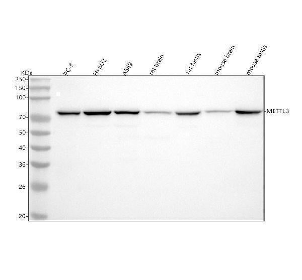 Anti-METTL3 Rabbit Monoclonal Antibody