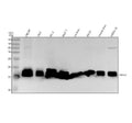 Anti-NME2 Rabbit Monoclonal Antibody