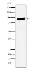 Western blot analysis of RRM1 expression in A549 cell lysate.