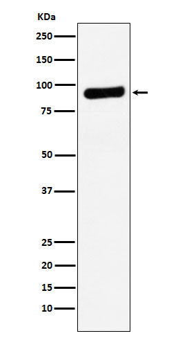Western blot analysis of RRM1 expression in A549 cell lysate.