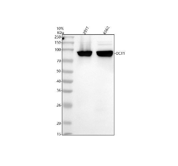 Anti-Oct-1 Rabbit Monoclonal Antibody