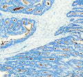 Anti-CD133 Rabbit Monoclonal Antibody