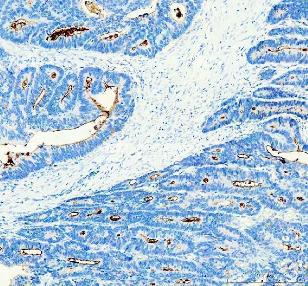 Anti-CD133 Rabbit Monoclonal Antibody