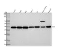 Anti-Apg3 (Atg3) Rabbit Monoclonal Antibody