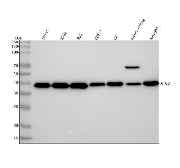 Anti-Apg3 (Atg3) Rabbit Monoclonal Antibody