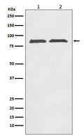 Anti-Axin2/Conductin Rabbit Monoclonal Antibody