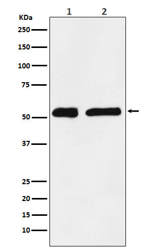 Western blot analysis of KPNA2 expression in (1) HeLa cell lysate; (2) C6 cell lysate.