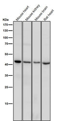 All lanes use the Antibody at 1:1K dilution for 1 hour at room temperature.