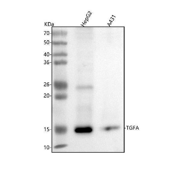 Anti-TGF alpha Monoclonal Antibody