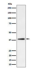 Western blot analysis of FDPS expression in HepG2 cell lysate.