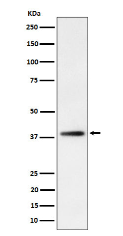 Western blot analysis of FDPS expression in HepG2 cell lysate.