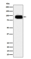 Western blot analysis of CD166 expression in Daudi cell lysate.