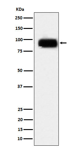 Western blot analysis of CD166 expression in Daudi cell lysate.