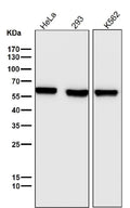 All lanes use the Antibody at 1:5K dilution for 1 hour at room temperature.