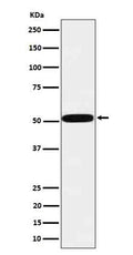 Western blot analysis of htrA1 in MCF7 cell lysate.
