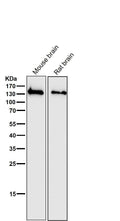 All lanes use the Antibody at 1:3K dilution for 1 hour at room temperature.